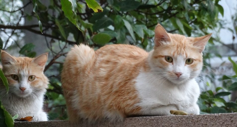 two brown cats