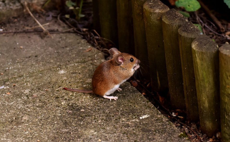 brown wild mouse
